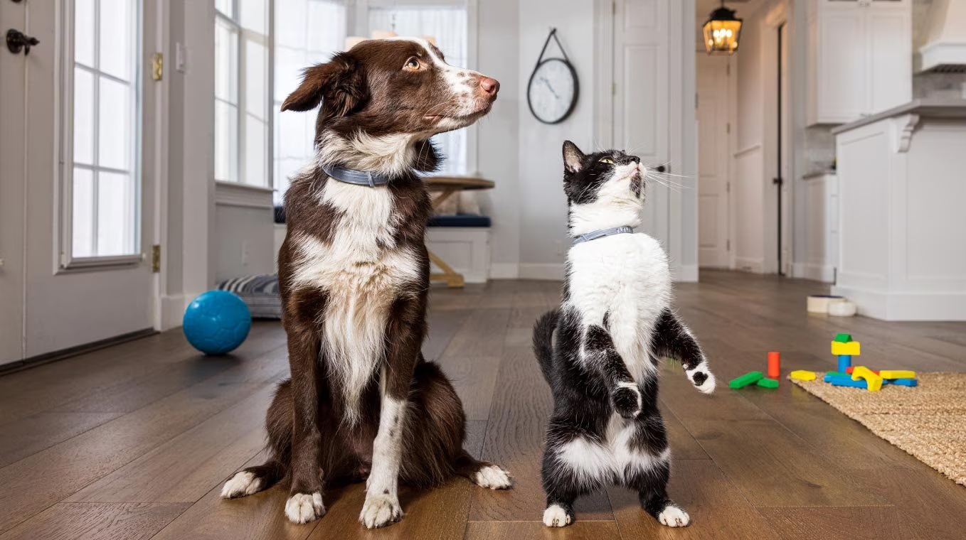 Gatto e cane insieme - Protezione per tutti gli animali