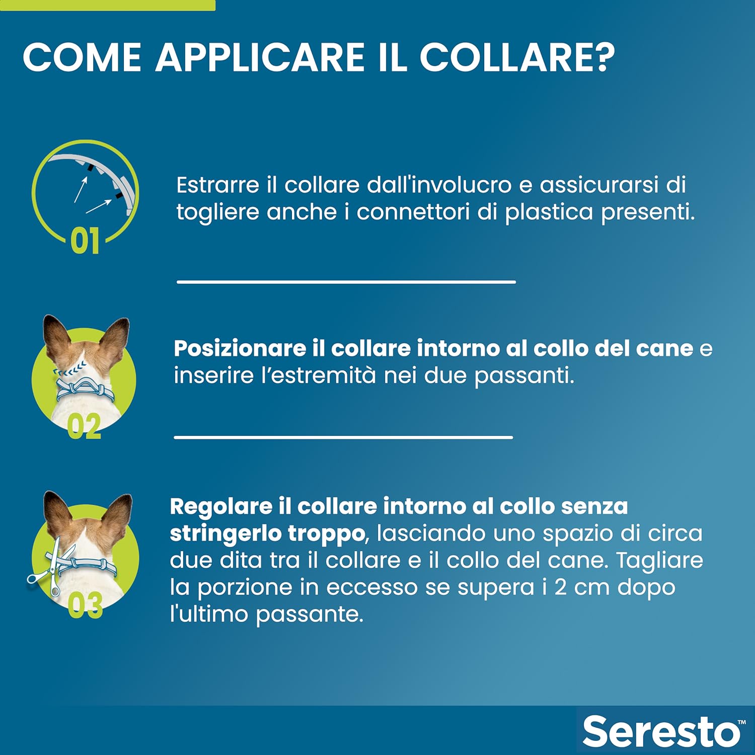 Cane felice e protetto